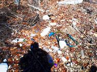 garbage,environment, lake Lanier, shore sweep, adopt a shoreline, glass, plastic, clean up, Georgia, pollution, green, air, mother earth,